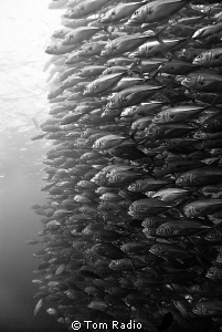 School of Trevally
Bali, Indonesia by Tom Radio 